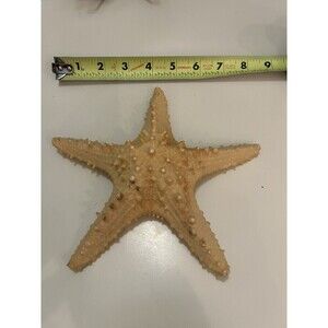 7” Old Knobby Starfish From The Sea Nautical Decor Beach House